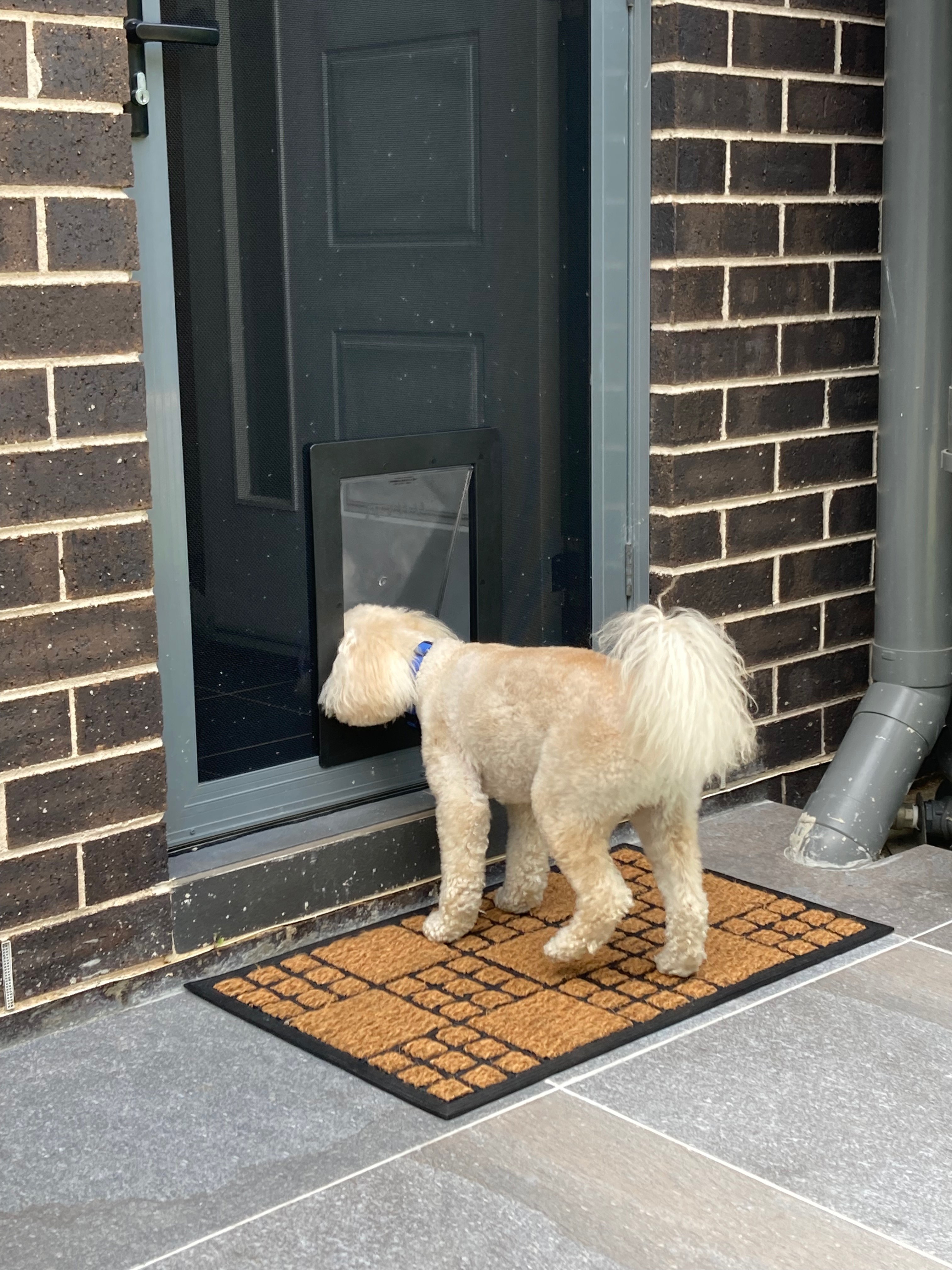 Let your medium-sized dog explore the outdoors at their leisure with our medium dog door installation service in screen doors. We specialise in seamlessly integrating medium dog doors into screen surfaces, offering convenient access for your furry friend while maintaining a barrier against insects and pests.
